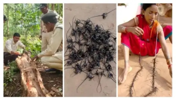 ఇదేం వింత కథ బాబూ!.. ₹20 లక్షలు ఇచ్చి 10 లక్షల కీటకాల తలలను కొనుగోలు చేస్తున్న ప్రభుత్వం!.. దీని వెనుక ఉన్న అసలు రహస్యం ఏంటో తెలుసా..?