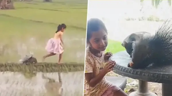 నిజ ప్రపంచపు డిస్నీ! “తోక ఊపుతూ వెంటే వచ్చిన ముళ్ళపంది”.. చేతిలో పునుగుపిల్లి. వన్యప్రాణులతో సరదాగా గడుపుతున్న శ్రీలంక చిన్నారి..!!