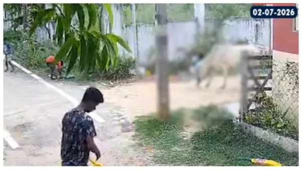 “అమ్మా కాపాడండి!” ఆడుకుంటున్న చిన్నారిని కొమ్ములతో ఆకాశంలోకి విసిరేసిన ఆవు.. రంగంలోకి దిగిన అధికారులు!!