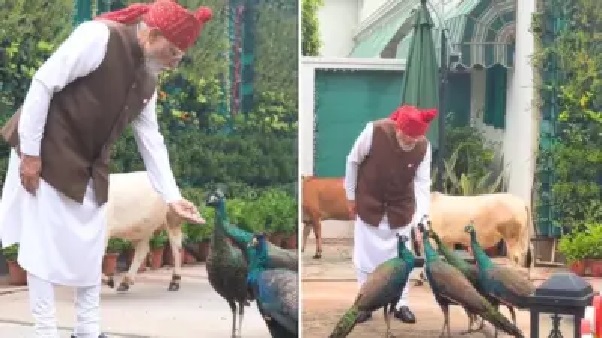 “ఆహా! ప్రధాని ఎప్పుడూ గ్రేటే!” మూగజీవులపై అపారమైన ప్రేమను కురిపించిన మోదీ… స్వహస్తాలతో నెమళ్లు, గోవులకు దాణా! నెట్టింట వైరల్ వీడియో!