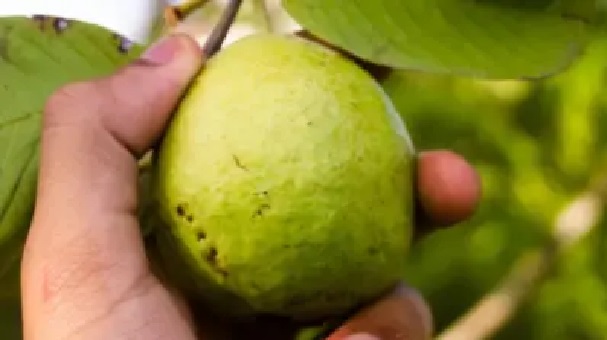 “యాపిల్ కంటే ఎక్కువ శక్తా?!” గుండె ఆరోగ్యానికి మేలు చేసే ఆ ఒక్క పండు… రోజూ తినాలని కార్డియాలజిస్టుల సూచన!