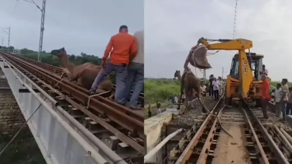 “ఇది కదా మానవత్వం అంటే!”: రైలు పట్టాలపై ఇరుక్కుపోయిన ఒంటె.. సమయస్ఫూర్తితో కాపాడిన లోకో పైలట్.. వైరల్ అవుతున్న వీడియో..!!!