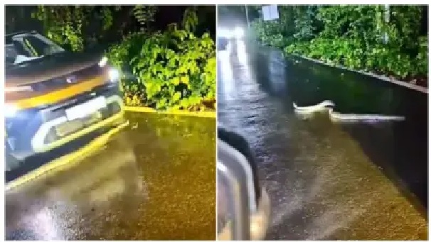 “అమ్మో, మిగతా వాహనాలన్నీ ఆగి దారిచ్చినా ఇలాంటి ఘోరమా?”.. రోడ్డుపై దేకుతూ వెళ్తున్న కొండచిలువపైకి ఎక్కిన కారు. షాకింగ్ వీడియో..!!!