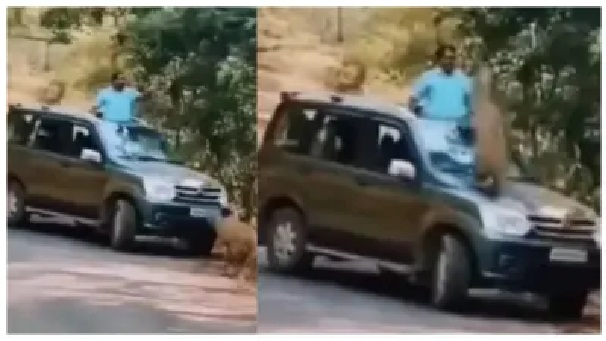 “వెళ్తున్న కారుపైనే చిరుత దూకేసిందా?”.. అటవీ మార్గంలో జరిగిన థ్రిల్లింగ్ సంఘటన. ఇంటర్నెట్‌లో వైరల్ అవుతున్న పోస్ట్..!!!