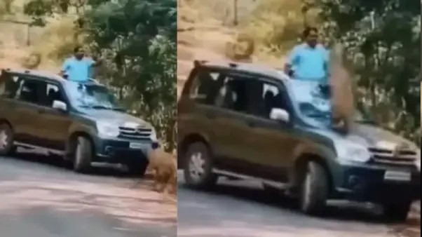 “ఫోటో తీయాలనే ఆశతో ప్రాణం పోయింది!”. చిరుతపులి హఠాత్ దాడితో దిగ్భ్రాంతి చెందిన పర్యాటకులు. భయాందోళన కలిగిస్తున్న వైరల్ వీడియో..!!!