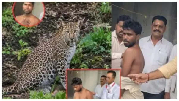 “ఎదురుగా వచ్చింది మరణం!”.. భయపడకుండా ఒకే ఒక్క దెబ్బ.. అదుపుతప్పి పారిపోయిన చిరుతపులి!.. ఒంటరిగా నిలబడిన వీరుడు.. వీడియో చూస్తేనే వణుకు పుడుతోంది.!!!