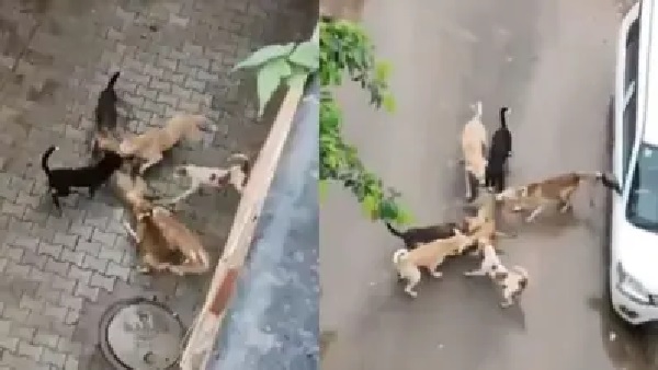 అయ్యో పాపం..! “ఒంటరి కోతి”. చుట్టుముట్టి కొరికి పేగులు తీసి వేటాడిన వీధి కుక్కలు. చూస్తూ ఉండిపోయారు తప్ప భయంతో ఒక్కరు కూడా దగ్గరకు వెళ్లలేదు. షాకింగ్ వీడియో..!