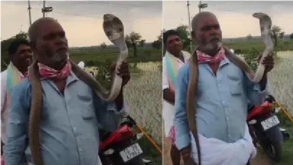 “పాపను ముద్దులాడినట్లు పామును ముద్దాడుతున్నాడా?”.. నాగుపాముతో రైతు చేసిన ప్రమాదకర విన్యాసం. దిగ్భ్రాంతికి గురిచేస్తున్న వైరల్ వీడియో..!!!!