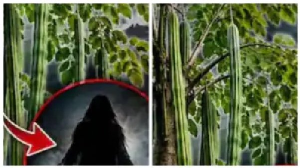 “మునగ చెట్టులో దెయ్యం ఉందా..?” ఇంటి గుమ్మం ముందుకు పెట్టొచ్చా పెట్టకూడదా.. అసలు బ్యాక్‌గ్రౌండ్ నిజమేంటి..? ప్రమాదం రాకముందే వెంటనే ఇది చేయండి..!!