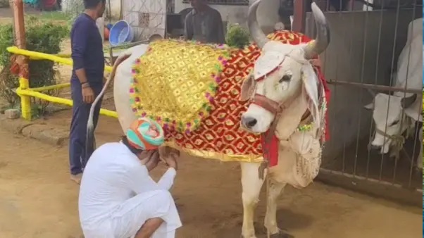 “₹24 లక్షల విలువైన నగలంట”. దుస్తులు. ₹1 కోటితో  అద్భుత మహల్. ఆవు కోసం డబ్బును కుమ్మరిస్తున్న పారిశ్రామికవేత్త. ఇది నిజమండీ. ఊరంతా కలిసి పెళ్లి కూడా చేశారు..!!
