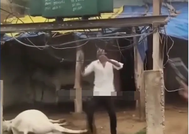 విద్యుత్ షాక్తో ఆవు మృతి: రంగంలోకి దిగి ప్రజలు చేసిన పని! వైరల్ అవుతున్న వీడియో!