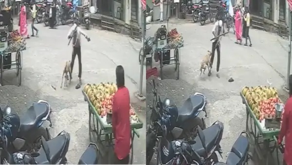 “కాపాడండి! అయ్యో కరుస్తోంది!” పండ్ల వ్యాపారిపై దాడి చేసి తీవ్రంగా గాయపరిచిన వీధికుక్క… గుండె గుభేల్మనిపించే సీసీటీవీ విజువల్స్!