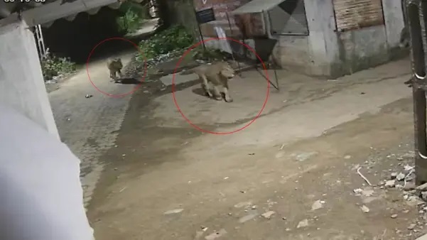 అర్ధరాత్రి వేళ వెన్నులో వణుకు పుట్టించే దృశ్యం: ఆహారం కోసం ఊరిలోకి చొరబడిన సింహాలు.. బైక్పై వెళ్తున్న యువకులకు ప్రాణభయం.. వైరల్ అవుతున్న సీసీటీవీ దృశ్యాలు!