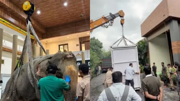 భారతదేశంలోనే తొలిసారిగా ఏనుగుకు ఎయిర్-లిఫ్ట్ సదుపాయం..! వరదల్లో రక్షించిన 53 ఏళ్ల ఏనుగు ‘జోయ్‌మోతి’.. ప్రత్యేక విమానంలో అనంత్ అంబానీ ‘వంతారా’కు తరలింపు!