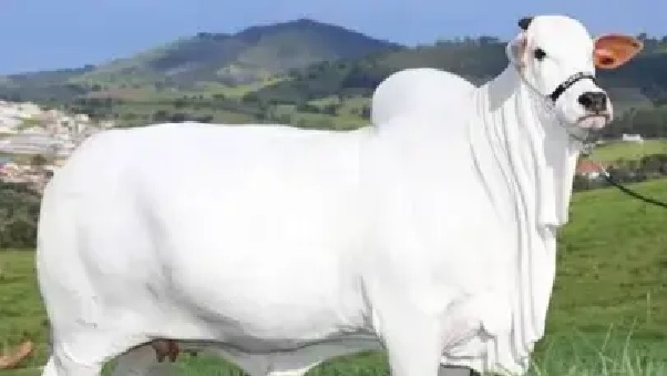 “అరెరే.. ఇది మన ఆంధ్రా ఆవా..?” భారత్ నుంచి తరలించిన జాతా..? ఒక్క ఆవును అమ్మితే 10 బంగ్లాలు కొనొచ్చు.. రూ.35 కోట్లకు అమ్ముడైన ప్రపంచ రికార్డు ఆవు..!!