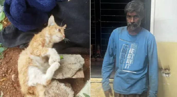 “పిల్లులకు ఇంతటి ఘోరమా..? 6 పిల్లులు, ఒక పిల్లికూన మృతి.. ముంబైలో ఒకరు అరెస్ట్.!”