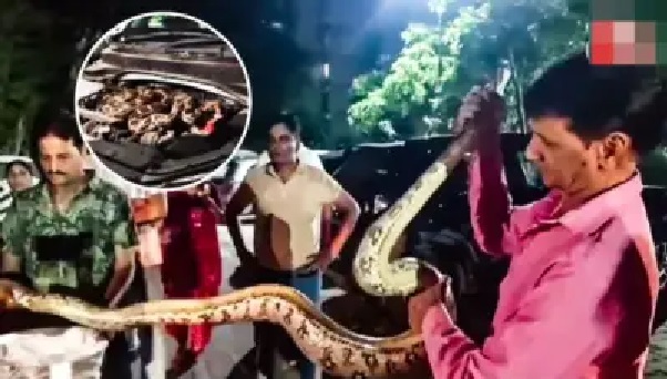 కారులో ఇలాంటి ప్రమాదమా..! కారు కింది నుంచి పాకుతూ వచ్చి బానెట్లోకి దూరిన 10 అడుగుల కొండచిలువ.. భయభ్రాంతులకు గురైన స్థానికులు.. స్నేక్ క్యాచర్ను రప్పించి సురక్షితంగా పట్టివేత!