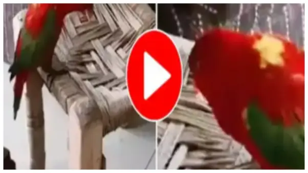 “వామ్మో.. ఈ ముద్దుల చిలుక ముద్దుముద్దు మాటలు చూడండి!” టీ కావాలని మారాం చేస్తున్న చిలుక.. వేలల్లో షేర్ చేస్తున్న నెటిజన్లు..!!!