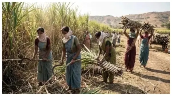 “చెరకు తోటల్లో మహిళలపై సాగుతున్న ఒళ్లు గగుర్పొడిచే ఘోర వాస్తవం”.. వేలాది మంది కార్మికుల కన్నీటి గాథ..!!!