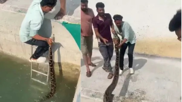 “గుండెల్లో ఇంత ధైర్యమా…?” బావిలో చిక్కుకున్న కొండచిలువ… ప్రాణాలను పణంగా పెట్టి రక్షించిన యువకుడి సాహస వీడియో వైరల్…!!