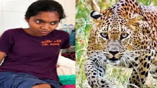 “మరో ముప్పు ముంచుకొచ్చేలోపే బోను పెట్టండి..!” రాత్రి 8 గంటలకు బైక్పై వెళ్తున్న యువతి.. పొదల మాటు నుంచి దూసుకొచ్చిన చిరుత.. అధికారులకు గ్రామస్తుల వినతి..!!