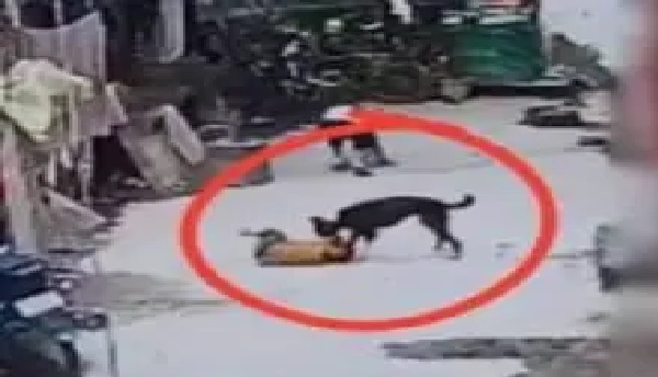 ఆడుకుంటున్న చిన్నారికి ఎదురైన ఘోరం..! అకస్మాత్తుగా వచ్చి దాడి చేసిన వీధి కుక్క.. “ముఖానికి తీవ్ర గాయాలు”.. పాప అరుపులు విని పరుగెత్తుకొచ్చిన జనం.. CCTVలో నమోదైన కలచివేసే దృశ్యాలు..!!!