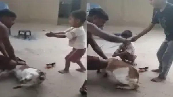 “అయ్యో! కత్తి తీయకండి.. నా మేకను కోయకండి  ..!” చేతులు జోడించి కన్నీరుమున్నీరుగా ఏడుస్తూ మేకను కాపాడుకున్న చిన్నారి..
