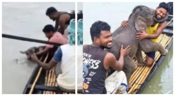 వరదలో చిక్కుకున్న ఏనుగు పిల్ల..! ప్రాణాలను సైతం లెక్కచేయకుండా నదిలోకి దూకిన మత్స్యకారులు! పడవలో సురక్షితంగా ఒడ్డుకు చేర్చి… చివరకు తల్లి ఏనుగు వద్దకు చేర్చారు! ఒళ్లు గగుర్పొడిచే వీడియో వైరల్!