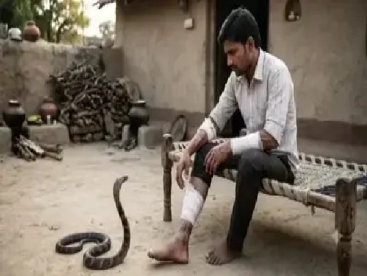 “20 రోజుల్లో 6 సార్లు కాటేసినా ప్రాణాలతో బయటపడిన అద్భుతం..!” మేనత్త ఇంటికి వెళ్లినా వదల్లేదుగా.. యువకుడిని వెతికి మరీ కాటేసిన నాగుపాము.. వైద్య లోకాన్ని విస్మయానికి గురిచేస్తున్న మిస్టరీ నేపథ్యం..!!
