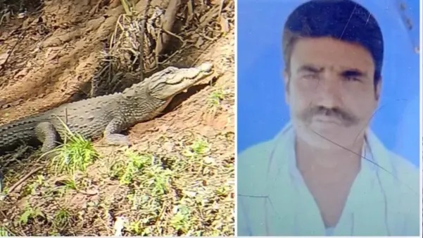 “కాలకృత్యాలు తీర్చుకోవడానికి వెళ్లిన రైతుకు ఎదురైన ఘోర విపత్తు.! నదీ తీరాన నీటిని ముట్టుకోగానే ఒక్కసారిగా విరుచుకుపడ్డ మొసలి. కళ్లెదుటే నీటిలోకి ఈడ్చుకెళ్లిన దారుణం.!!!”