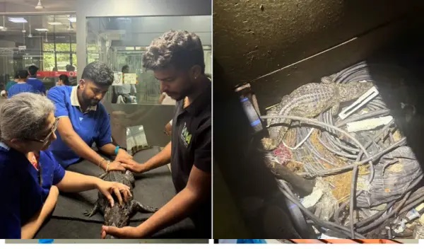 “8 అడుగుల గోతిలో చిక్కుకుని తల్లడిల్లింది!”.. మెట్రో ఆవరణలోకి దూరిన భారీ మొసలి.. భయంతో పరుగులు తీసిన నివాసితులు.. వైరల్ అవుతున్న థ్రిల్లింగ్ వీడియో..!!
