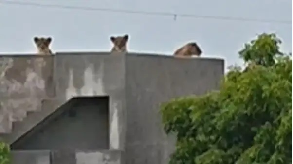 ఇంటి డాబాపై సింహాల కుటుంబం.! గంటల తరబడి అక్కడే తిష్టవేసిన దృశ్యాన్ని చూసి గ్రామస్తులు షాక్.!!