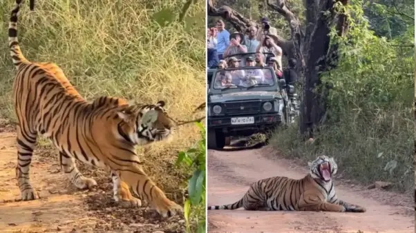 ఇదేం ‘టైగర్ జామ్’ రా బాబూ..? నడిరోడ్డుపై పడుకున్న పులి.. వెనుక బారులు తీరిన 30 వాహనాలు.. నెట్టింట వైరల్‌గా మారిన రణథంబోర్ దృశ్యం.!