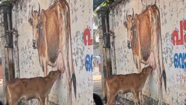 అయ్యో.. ఇంతటి నిరాశా?. గోడపై గీసిన ఆవు వద్ద పాలు వెతుకుతున్న అమాయక దూడ.. నెట్టింట కంటతడి పెట్టిస్తున్న వీడియో.!
