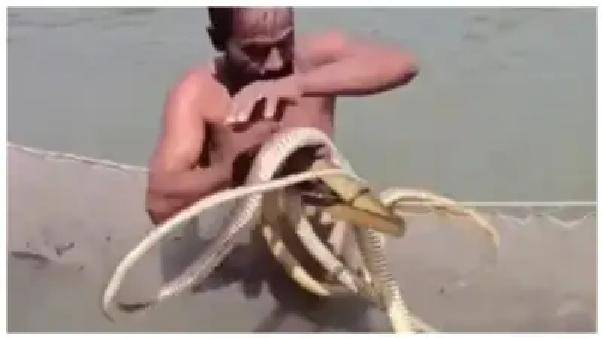 నీటిలో భారీ పాములతో ఆటలు.. వాటిని చేతులతో పట్టుకున్న మత్స్యకారుడు! వైరల్ వీడియో చూసి షాకవుతున్న నెటిజన్లు!