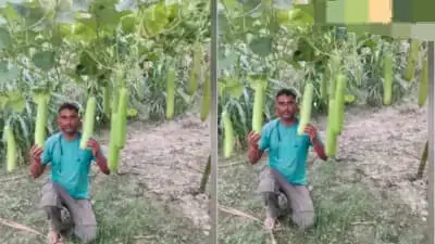 రిటైర్మెంట్ తర్వాత వ్యవసాయంలో అదరగొట్టిన మాజీ సైనికుడు! కేవలం 10 కట్టాల భూమితో రోజుకు రూ.5,000 ఆదాయం.. ఈయన విజయ రహస్యం ఇదే!