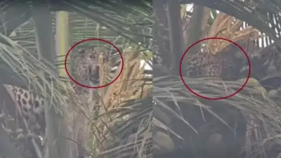“ఏమిటీ చిరుతకు వచ్చిన కష్టం!”.. కుక్కలను చూసి వణికిపోయిన చిరుత చేసిన షాకింగ్ పని.. భయాందోళనలో స్థానికులు..!!