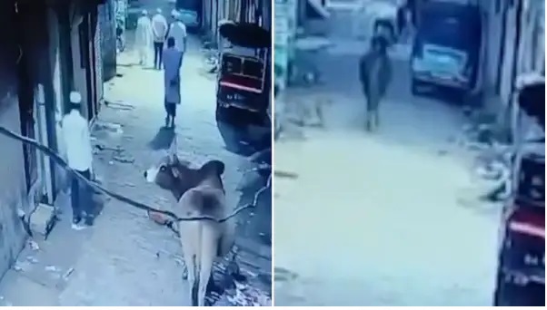నమాజ్ ముగించుకుని ఇంటికి తిరిగొస్తున్న 80 ఏళ్ల వృద్ధుడు. వెనుక నుంచి దూసుకొచ్చిన ఎద్దు! ఒక్కటే గుద్దు. రోడ్డుపై ఎగిరిపడ్డ వృద్ధుడు. సీసీటీవీలో నమోదైన గుండెను పిండేసే దృశ్యం…!!!