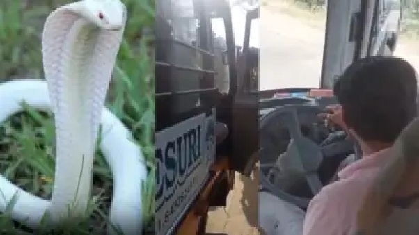 “అయ్యయ్యో స్కూల్ బస్సులో విషపూరిత పామా?”. దడదడలాడిన పాఠశాల పిల్లలు.. బస్సులో హల్చల్ చేసిన 5 అడుగుల తెల్ల నాగుపాము..!!!
