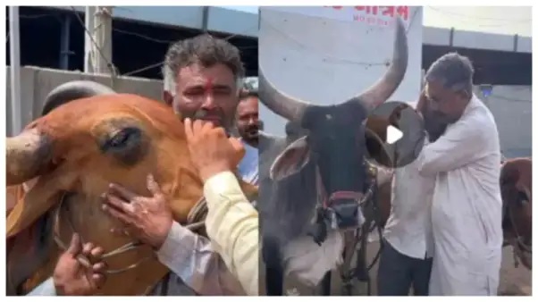 “పంట ఎండిపోయింది.. బావి కూడా వట్టిపోయింది.. చివరికి నా ఆఖరి ఆస్తి అయిన ఎద్దును కూడా అమ్ముకునే పరిస్థితి వచ్చింది!”రైతు కన్నీటి మాటలు.. ఎద్దును కౌగిలించుకుని బోరున విలపించిన హృదయ విదారక దృశ్యం!