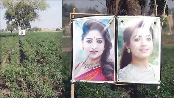 “మిరప తోటలో వేలాడుతున్న రష్మిక మందన్న ఫోటో..!” దిష్టి తగలకుండా రైతు చేసిన షాకింగ్ పని.. ఇంటర్నెట్‌ను షేక్ చేస్తున్న కొత్త ఐడియా..!!